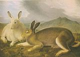 John James Audubon Canvas Paintings - Arctic Hare